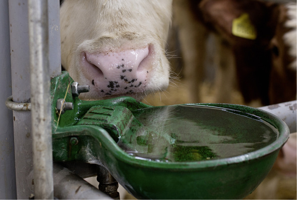 





Frisch, aber gefährlich für das Trinkwassernetz.

